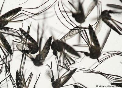 مرگ بیش از 100 نفر بر اثر تب دنگی در آمریکای مرکزی