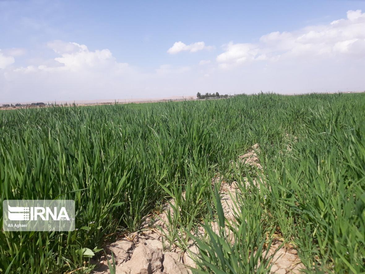 خبرنگاران 22هکتار از مزرعه های گندم در هرمزگان سمپاشی شد