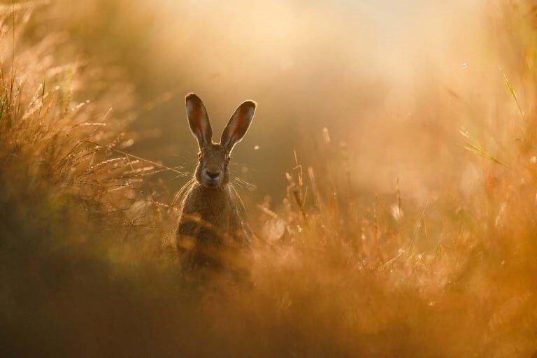 رویای خرگوش؛ برنده مسابقه عکاسی از طبیعت سال 2020 شد