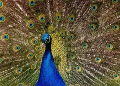 فرق طاووس نر و ماده چیست؟